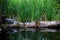 Tree trunk weathered in water