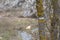 Tree trunk with white and yellow marking of small hiking trail.