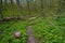 Tree trunk on winding countryside dirt road in forest thickets, tyre tracks, rich vegetation of weed, first spring flowers