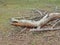 Tree trunk and withered branches