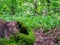 Tree trunk in the woods covered with fresh green moss. Baneasa forest near Bucharest