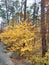 Tree trunks with the backdrop of fall leaves