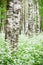 Tree trunks in a birch forest and wild flowers