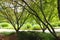 Tree Trunks and Branches Above Greenery and Water