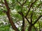 Tree trunks, branches and green leaves