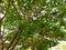 Tree trunks, branches and green leaves