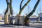 Tree trunks on a construction site covered with boards to protect them from damage