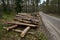 Tree trunks cut and stacked arranged and prepared for removal from the forest to industry