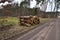 Tree trunks cut and stacked arranged and prepared for removal from the forest to industry