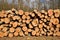 Tree trunks cut and stacked arranged and prepared for removal from the forest to industry. Forest