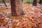 Tree trunks in dull and depressive winter forest landscape