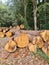 Tree trunks felled for logging in woodland setting