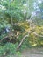 Tree trunks and its green leaves in the forest.