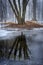 Tree trunks locked in ice with reflections in dark water.