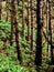 Tree trunks in lush forest hillside