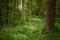 Tree trunks in a mixed coniferous forest with white flowering ground cover plants and sunlight from behind, copy space