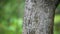 Tree trunks in nature blurred background. HD.