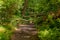 Tree trunks obstructing a pedestrian dirt road in the middle of the forest surrounded by trees