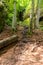 Tree trunks with roots and rocks in the Drachenschlucht