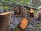 Tree trunks sawn coppiced and chopped down