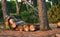 Tree trunks stacked in a pile in a forest