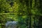 Tree trunks submerged in emerald green pond in lush forest of Plitvice Lakes