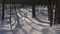 Tree trunks and their shadows in the snow in a sunny winter forest