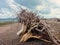 Tree trunks washed ashore