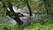 Tree trunks in the water. The river overflowed its banks. High water after summer rains in Russia