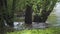 Tree trunks in the water. The river overflowed its banks. High water after summer rains in Russia