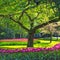 Tree and tulip flowers garden or field in spring. Netherlands