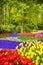 Tree and tulip flowers in spring garden. Keukenhof, Netherlands, Europe.