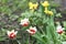 Tree tulips flower red and white close up photo on summer