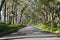 Tree tunnel