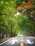 Tree tunnel and bike lane with white arrow sign marking on road