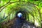 Tree Tunnel, Christchurch, Dorset.