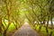 Tree tunnel, frangipani tree, .tree-filled pathway