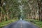 Tree Tunnel Highway