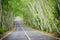 Tree tunnel on highway lane with yellow line marking on road surface