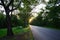 Tree Tunnel Natural Road at Sunset time