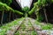 Tree tunnel railway in city