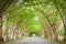 Tree tunnel road