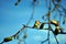 Tree twig with new green buds, bright blue sky