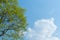 Tree twigs with the young green shiny leaves on blue sky background with cloud