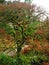 Tree with twisted mossy branches