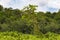 Tree with two iguanas on shoreline of Gatun Lake, Panama