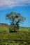 a tree under a blue sky