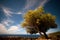 Tree under a full moon sky with clouds