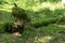 A tree uprooted, covered with green moss