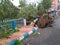 Tree uprooted on a indian street during super cyclone attack in kolkata